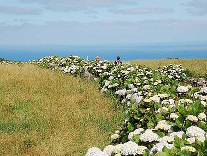 Azoren, wandelen langs de hortensias 