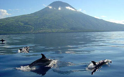 Azoren Walvissen dolfijnen op Pico, Faial en São Miquel