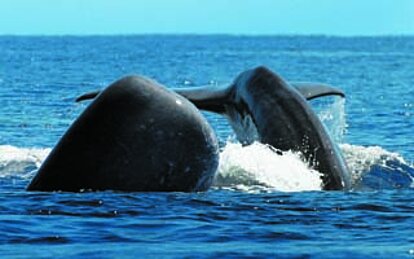 Walvis- en Dolfijnen spotten op Pico of Faial