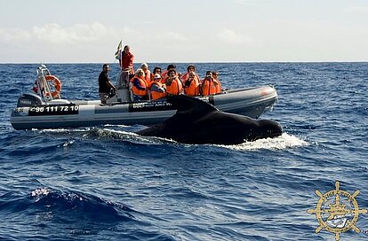 Walvis- en Dolfijnen spotten bij Pico en Faial