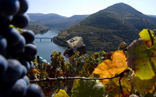 Fly drive Wijnroute Noord-Portuga l Uitzicht wijnstokken aan de  Douro-rivier